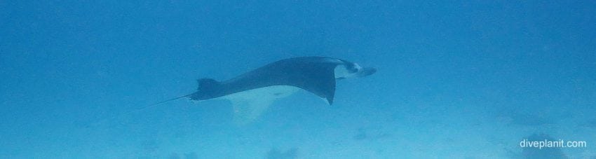 Manta glides by at lighthouse bommies diving lady elliot island banner