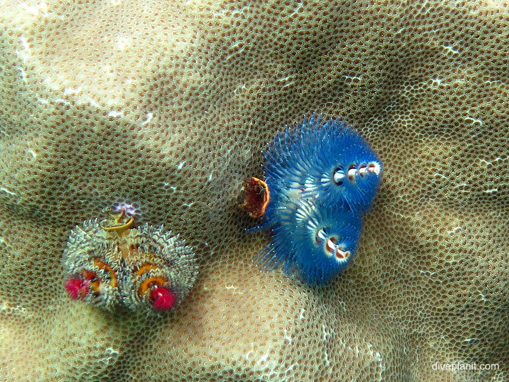 Christmas Tree Worm: part of Australia's biodiverse marine life