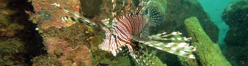 Img lionfish bonegi