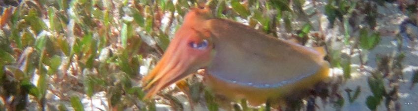 Cuttlefish banner