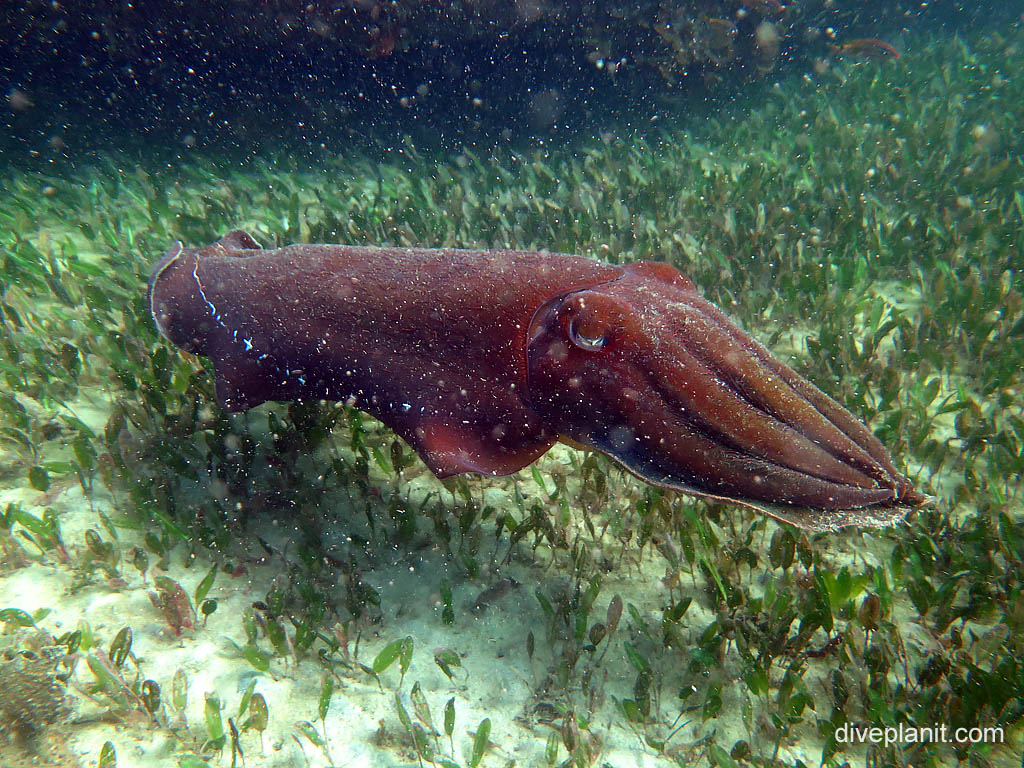 Cuttlefish at Shelley Beach