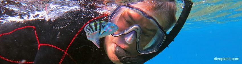 Fish are friends banner