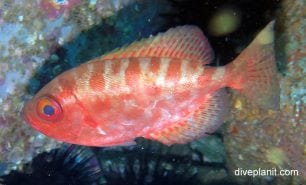 Bigeye glasseye bigeye heteropriacanthus cruentatus cki