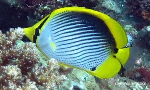 Butterflyfish blackbacked butterflyfish chaetodon melannotus bal