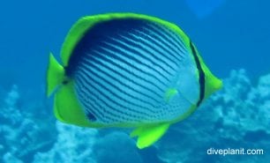 Butterflyfish blackbacked butterflyfish chaetodon melannotus lhi