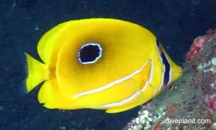 Butterflyfish eclipse also bennetts butterflyfish chaetodon bennetti bal