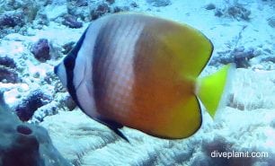 Butterflyfish kleins butterflyfish chaetodon kleinii thl bottom