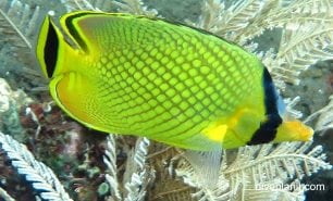 Butterflyfish latticed butterflyfish chaetodon rafflesi bal