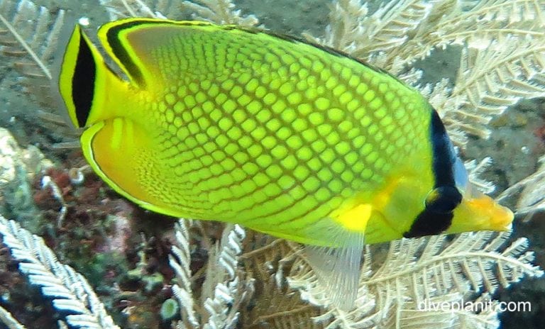 Latticed Butterflyfish (Chaetodon Rafflesi) BAL