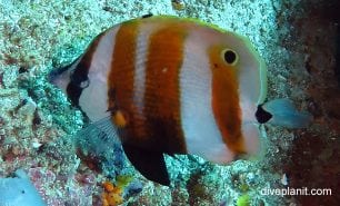 Butterflyfish orange banded coralfish coradion chrysozonus thl