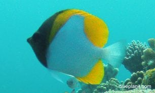 Butterflyfish pyramid butterflyfish hemitaurichthys polylepis pal