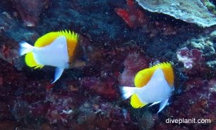 Butterflyfish pyramid butterflyfish hemitaurichthys polylepis thl pair