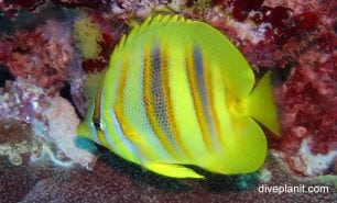 Butterflyfish rainfords butterflyfish chaetodon rainfordi her