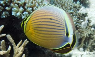 Butterflyfish redfin butterflyfish chaetodon lunulatus gbr replace image