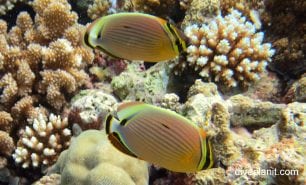 Butterflyfish redfin butterflyfish chaetodon lunulatus pal pair