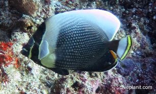 Butterflyfish retriculated butterflyfish chaetodon reticulatus thl