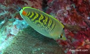 Butterflyfish spot banded butterflyfish chaetodon punctatofasciatus gbr