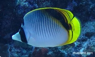 Butterflyfish spot nape butterflyfish chaetodon oxycephalus thl top