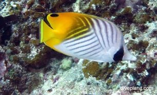 Butterflyfish threadfin butterflyfish chaetodon auriga upi