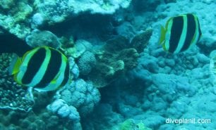 Butterflyfish three banded butterflyfish chaetodon tricinctus lhi
