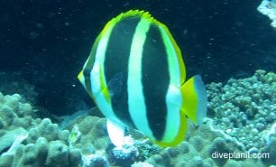 Butterflyfish three banded butterflyfish chaetodon tricinctus lhi