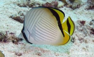 Butterflyfish vagabond butterflyfish chaetodon vagabundus upi