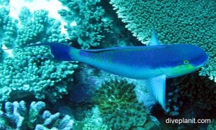 Parrotfish roundhead parrotfish chlorurus strongycephalus cki
