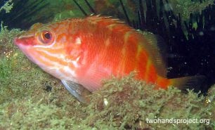 Rockcod grouper half banded seaperch hypoplectrodes maccullochii nsw hp