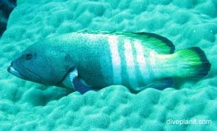 Rockcod grouper peacock rockcod cephalopholis argus ci