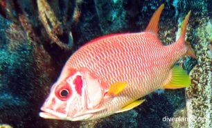 Squirrelfish giant squirrelfish sargoncentron spiniferum cki