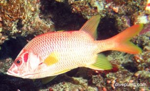 Squirrelfish giant squirrelfish sargoncentron spiniferum cki