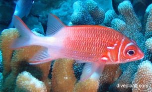 Squirrelfish tailspot squirrelfish sargoncentron caudimaculatum cki