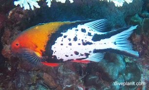 Wrasse lyretail hogfish bodeanus anthioides ci
