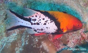 Wrasse lyretail hogfish bodeanus anthioides ci