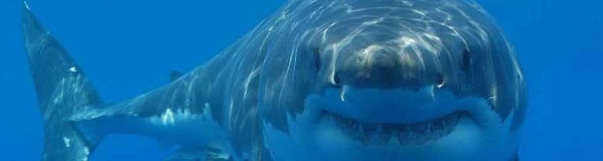 Great white shark picture banner
