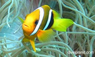 Anemonefish clarks anemonefish amphiprion clarki upi paler variant