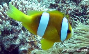 Anemonefish clarks anemonefish amphiprion clarki van yellow variation