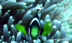 Anemonefish saddleback anemonefish amphiprio polymnus lhi