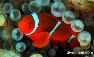 Anemonefish spinecheck anemonefish premnas biaculeatus hon male