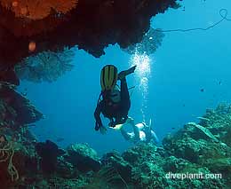The elbow diving uepi solomon islands feature