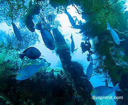 Usat liberty tulamben diving bali indonesia feature