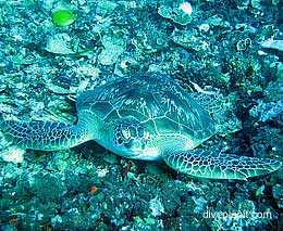 Turtle at gili secret garden diving gili islands lombok indonesia feature