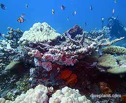 Cindys reef diving espiritu santo vanuatu feature