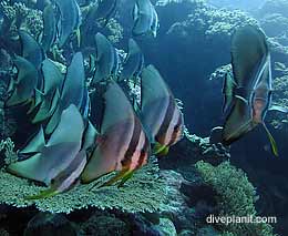 Cologne gardens diving cocos keeling island feature