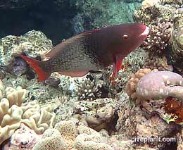 Female parrotfish at plate top on norman reef aboard the sea quest diving the great barrier reef
