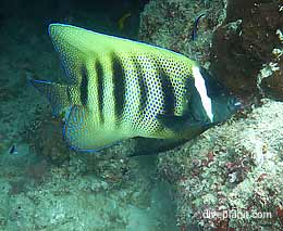 Six bar angelfish at sandbox on the opal reef aboard the calypso diving the great barrier reef feature