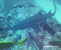 Fish rock cave shark gutters diving south west rocks feature