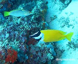 Meno wall diving gili islands lombok indonesia feature