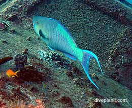 Parrotfish on the wreck at wreck diving lady elliot island feature