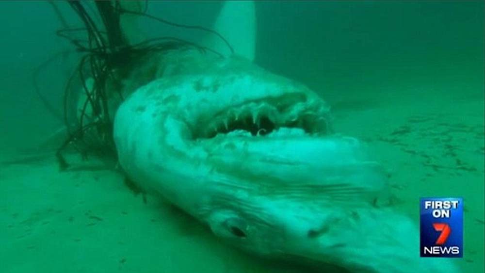 Dead white shark at Bondi
